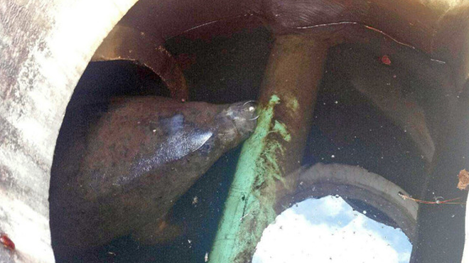 A manatee is currently stuck in a storm drain in Jacksonville