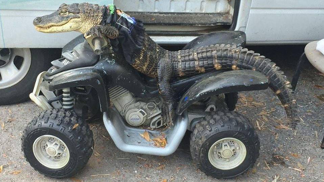 Florida woman gets to keep her ATV-riding pet gator 'Rambo'