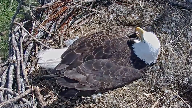 Two baby bald eagles in Florida are about to hatch on a live 'eagle cam'