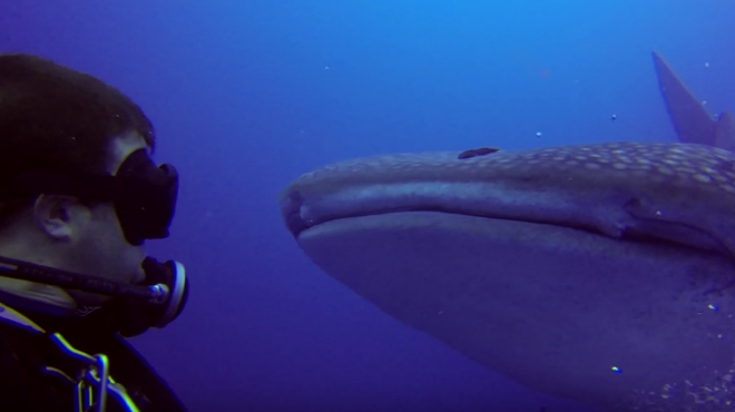 Divers film rare encounter with whale shark near Jupiter, Florida