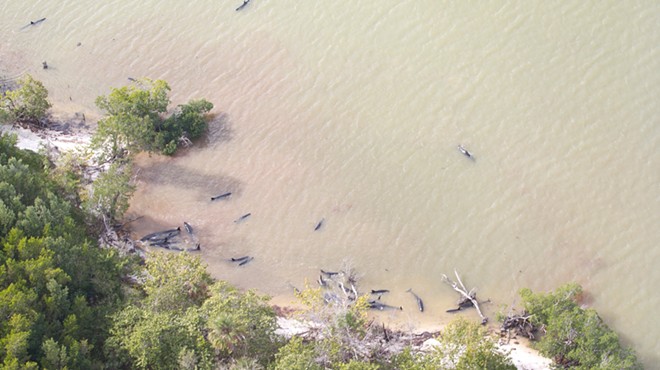 Massive pod of whales currently stranded off the coast of Florida