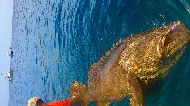 FWC may relax rules on fishing Goliath Grouper, a hearty fish of the sea