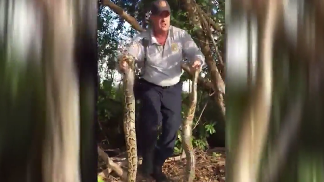 Video shows man catching 10-foot Burmese python near Florida golf course