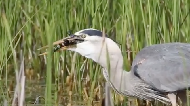 Watch this Florida heron eat a damn alligator