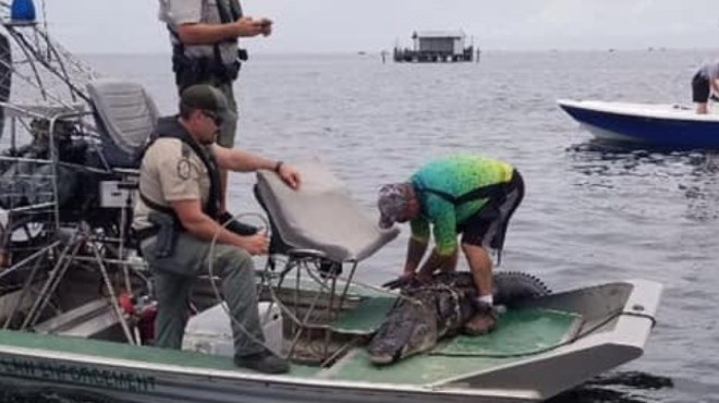 A 15-foot Florida alligator was captured after it reportedly chased swimmers