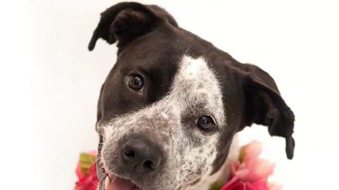 Meet Delilah, a 3-year-old sweet girl ready for her forever home