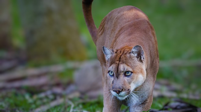 National Geographic's Carlton Ward Jr. gives an update on the Florida panther at Rollins College