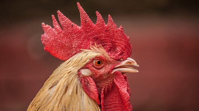 Florida man's phony 'emotional support rooster' is a cock-a-doodle-don't
