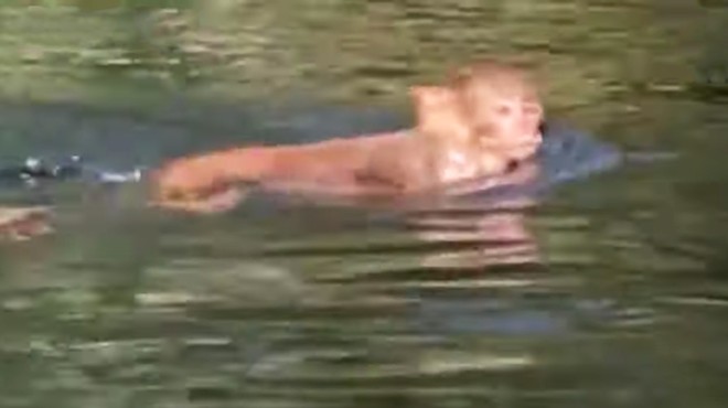 Ocala kayaker films large troop of invasive monkeys with deadly STD