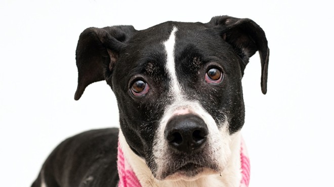 Meet Daisy! She's housebroken, leash-trained, and can be adopted today in Orange County