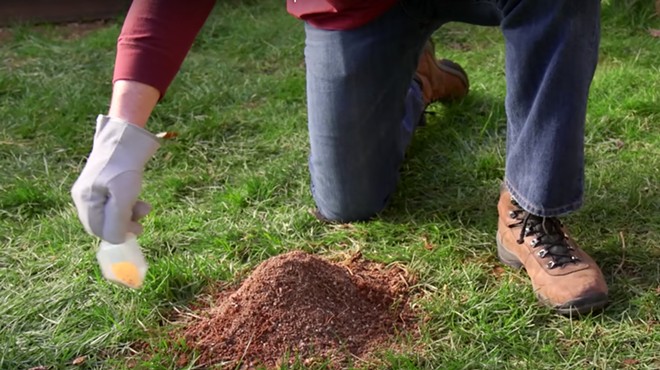 Warmer winter causing fire ants to flourish in Volusia and Flagler counties