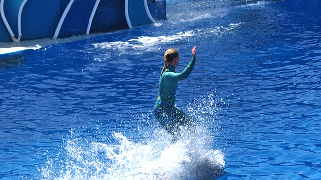 A SeaWorld trainer rides a dolphin