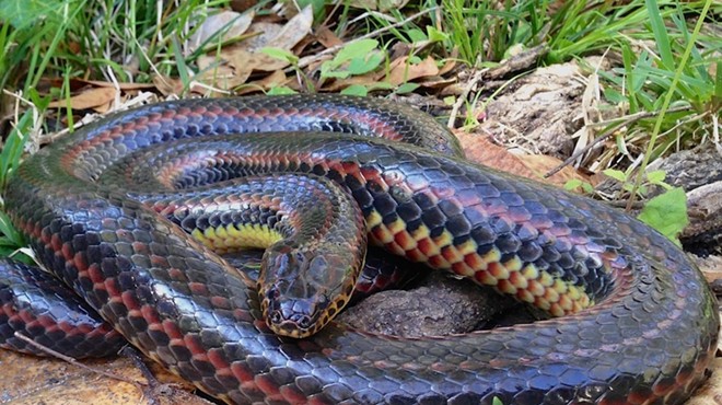 Rare, eel-hunting rainbow snake spotted by hikers in Ocala National Forest