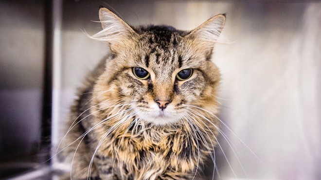 Meet James Pawsten! He's a rather handsome 6-year-old who would love to come home with you