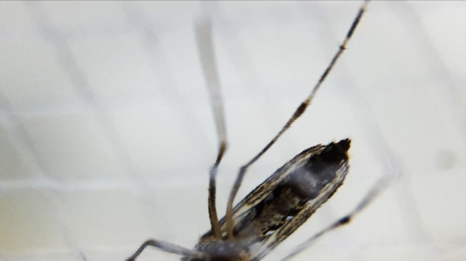 Human testing underway for vaccine against Zika-carrying mosquitos