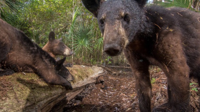Florida black bears snap selfies on National Geographic photographer's camera