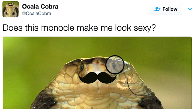 There's already an OcalaCobra Twitter account