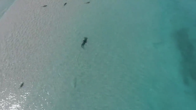 Video shows massive hammerhead shark hunting blacktip sharks off the coast of Florida