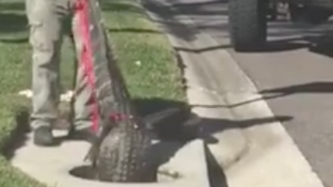 Watch this Florida trapper wrestle a gator from a storm drain