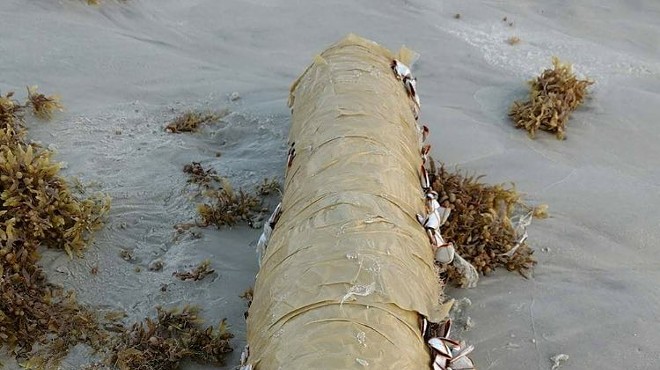 An 11-pound 'blunt' washed up on Daytona Beach last weekend