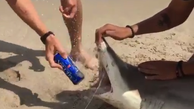 Dear spring breakers, please don't use sharks to open your beer