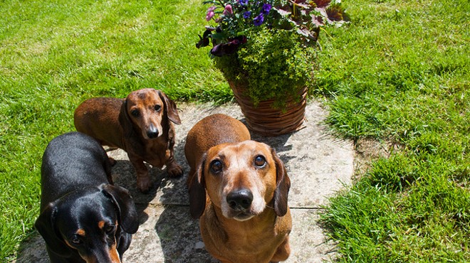 These are not the wiener dogs up for adoption, but wiener dogs nonetheless.