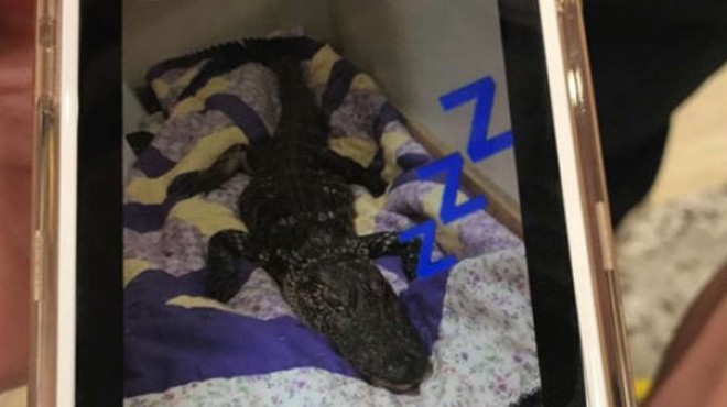 Florida college students thought it was cool to bring a dead gator inside their dorm