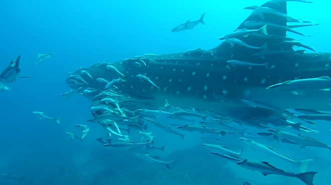 Florida divers films rare encounter with massive whale shark