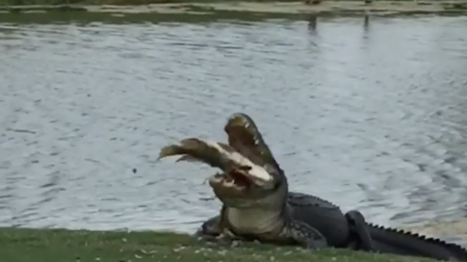 Sensible Florida dad yells at son for filming massive fish-eating gator