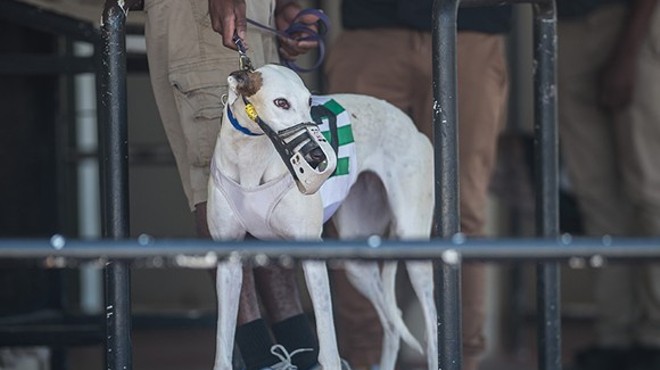 Greyhound dies at Sanford Orlando Kennel Club after eating old meat
