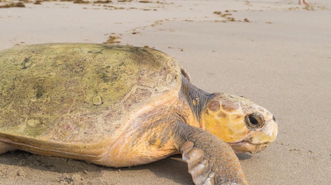 SeaWorld Orlando releases loggerhead on 'World Turtle Day'