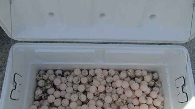 Two Florida men arrested for possession of 500 sea turtle eggs