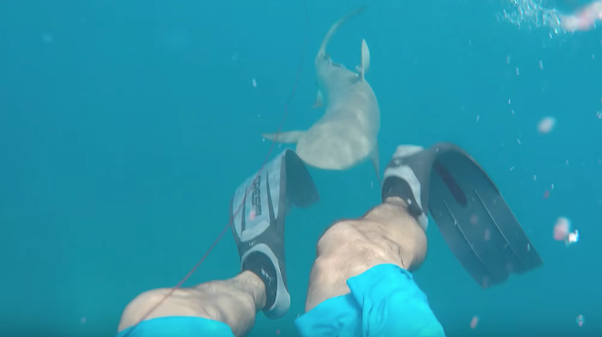 Video shows diver in Florida Keys getting attacked by 8-foot shark