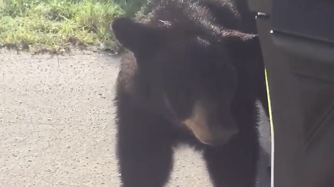 Marion County deputy comes face-to-face with a bear
