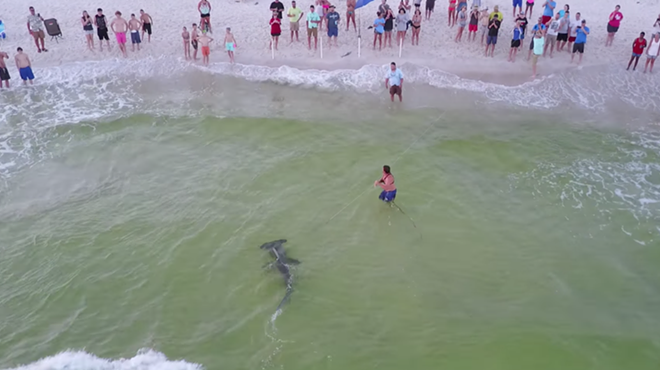 Watch this fisherman land a massive hammerhead from a Florida beach
