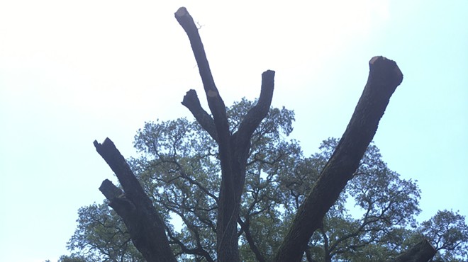 One of Enzian Theater's iconic Southern live oak trees has died