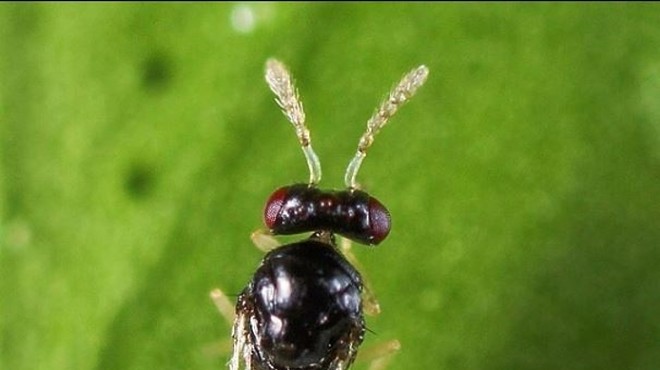 You can now order a vial of wasps to fight Florida's citrus greening problem
