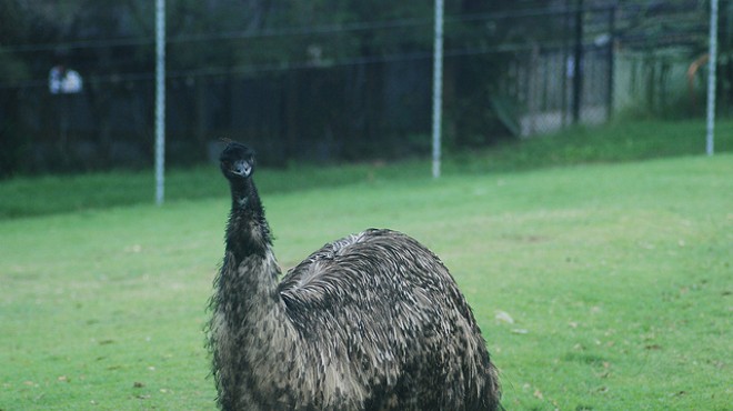 Not "Tweety Bird," but an emu nonetheless