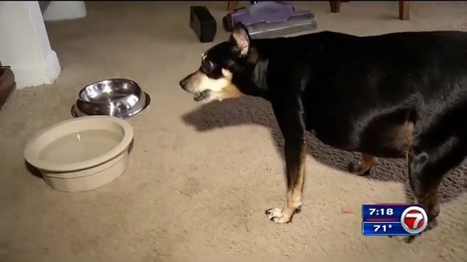 Extremely chubby dog survives bear attack in Altamonte Springs because of girth
