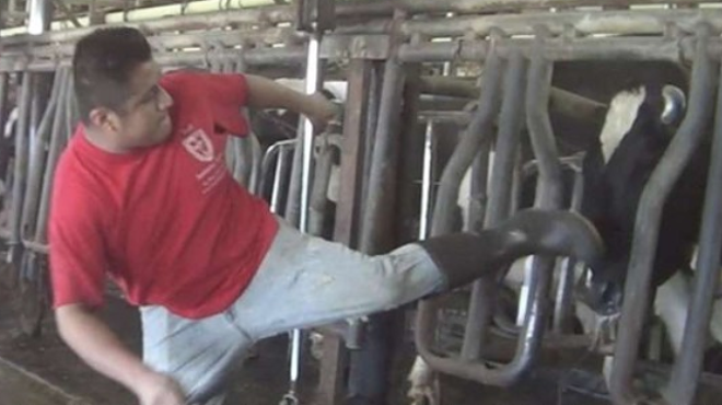 Publix suspends shipments from Florida dairy farm after video shows employees beating cows