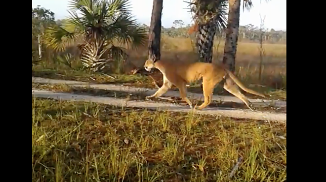 This Florida panther does not care for the actions of men