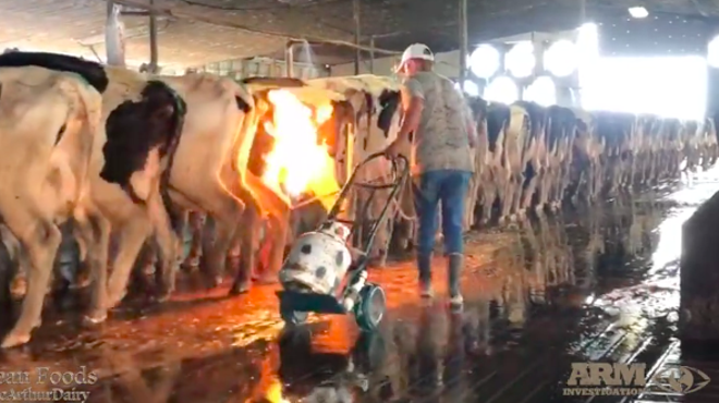 Undercover video shows Florida dairy farm workers using blowtorches on cows