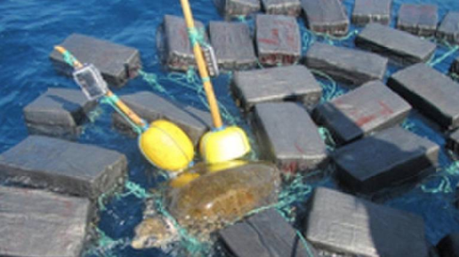 Florida authorities rescue sea turtle tangled in $53 million worth of cocaine