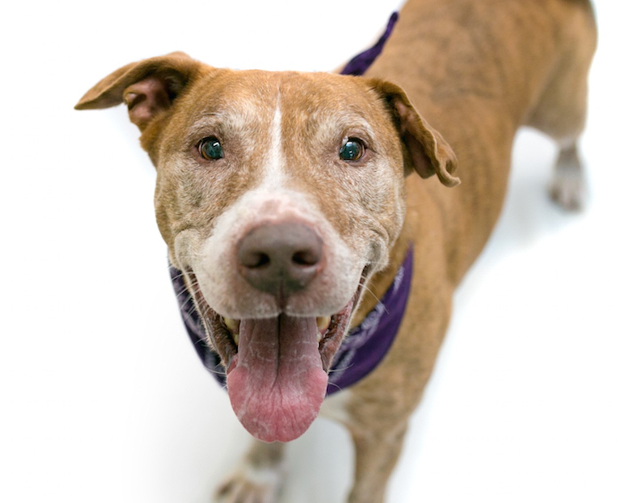 10 adoptable dogs looking for a second chance in Orlando