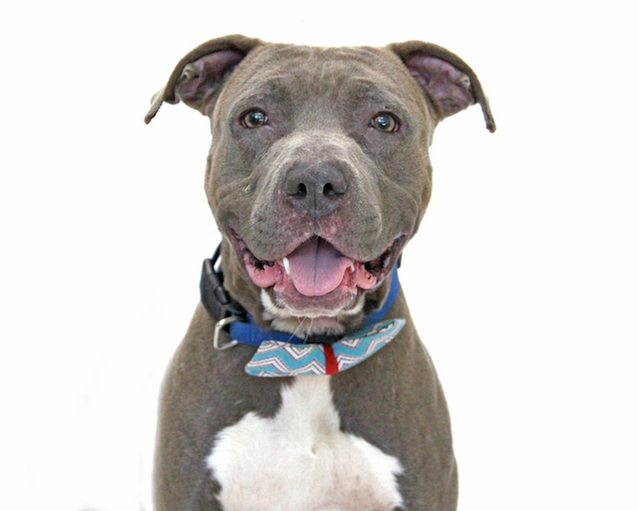 10 adorable adoptable dogs in Orlando who needs homes now