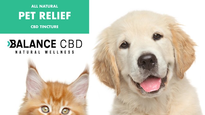 10 best CBD oils for dogs to treat your pet with