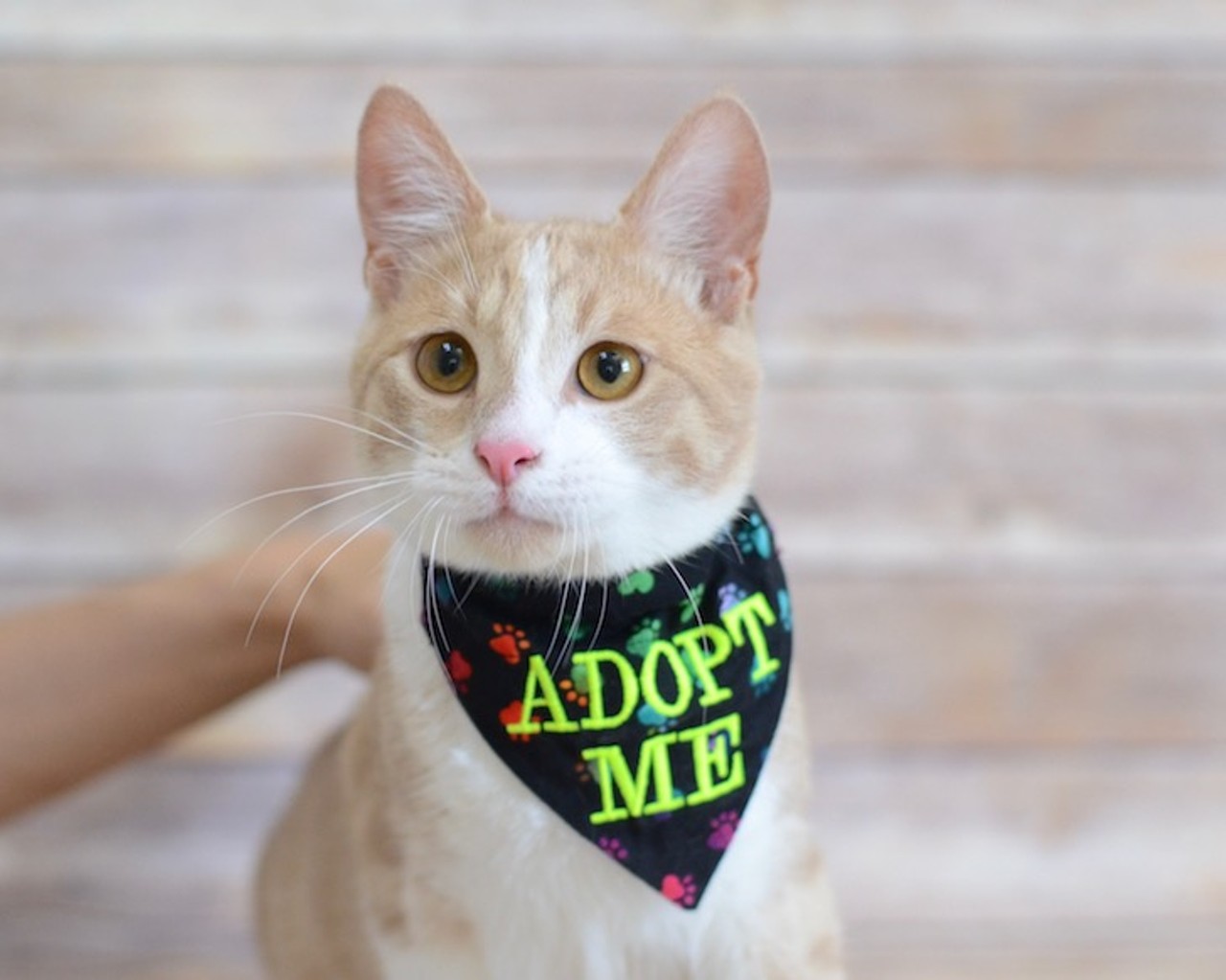 11 adoptable kitties looking for a new home in the Orlando area