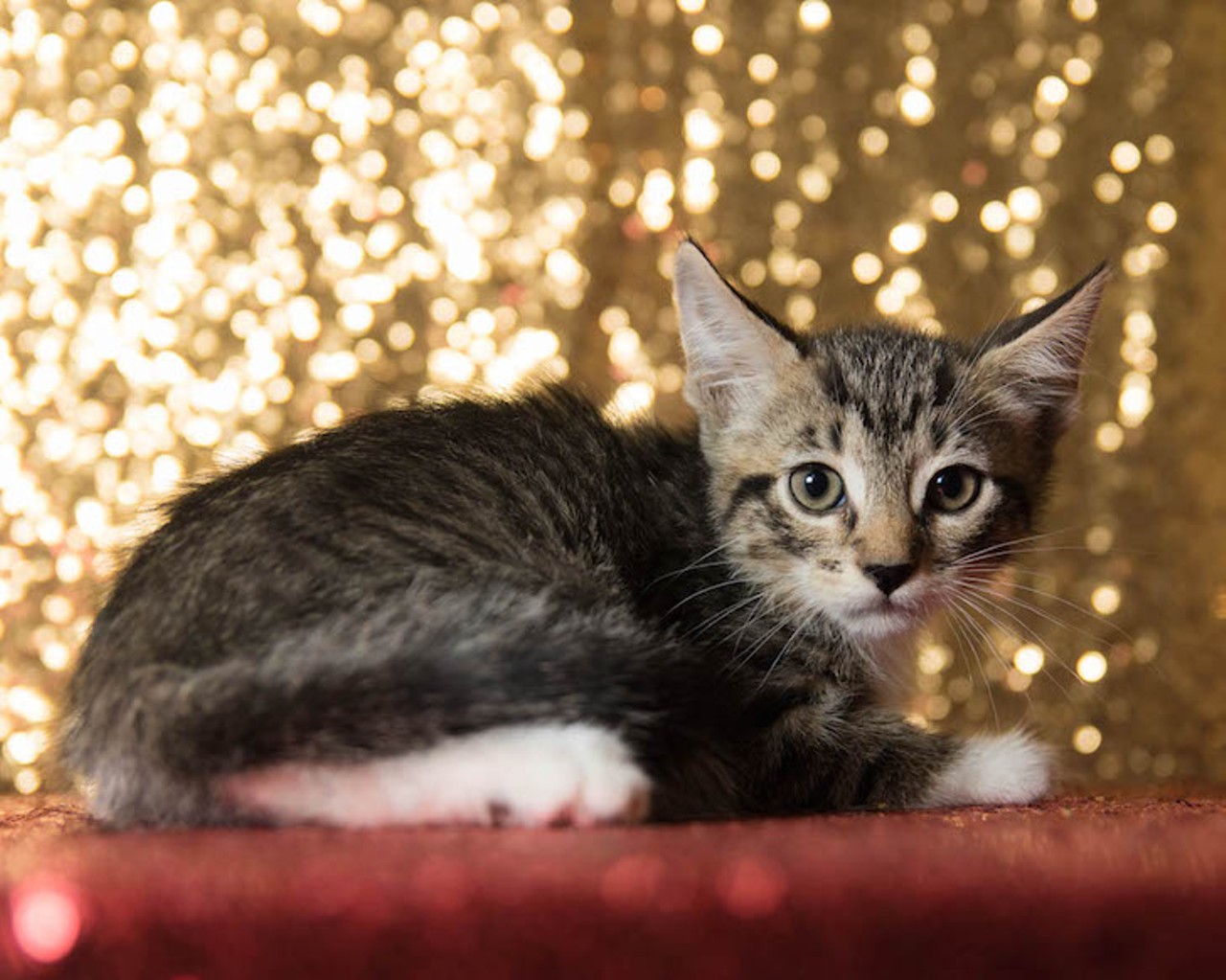 11 purrrfect kittens available right now at OCAS