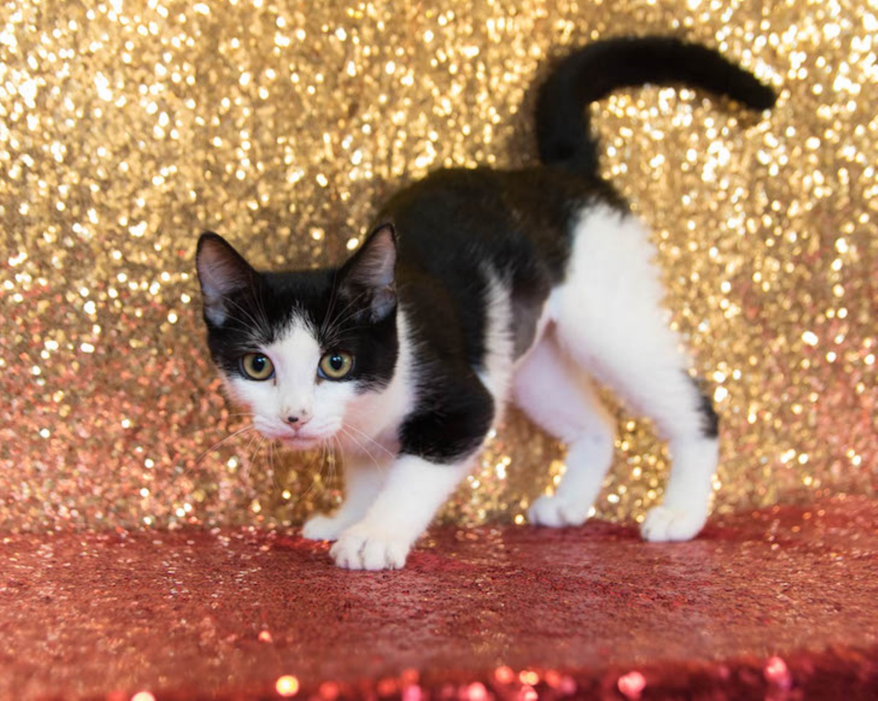 11 purrrfect kittens available right now at OCAS