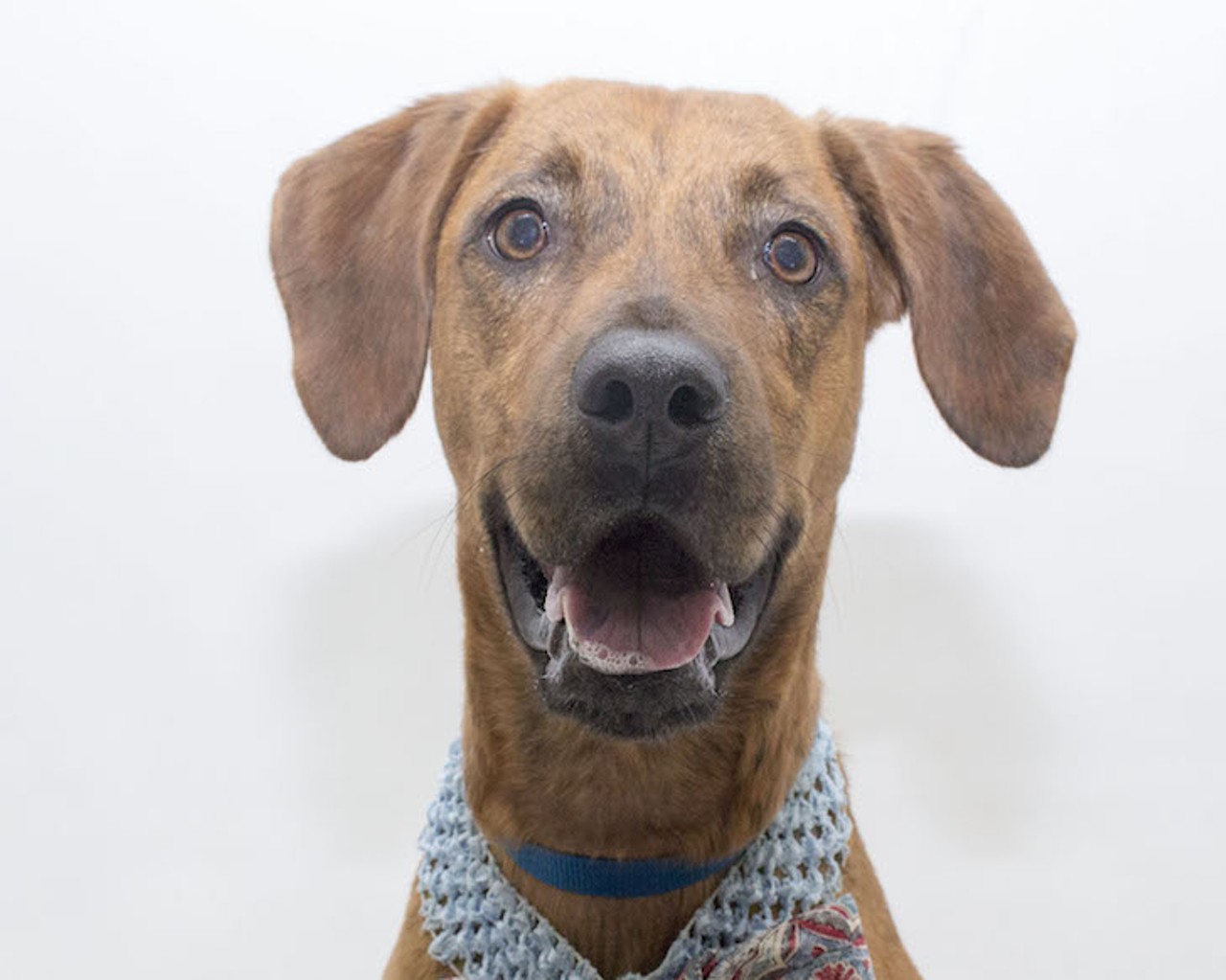 12 adoptable dogs looking for a new human right now at Orange County Animal Services